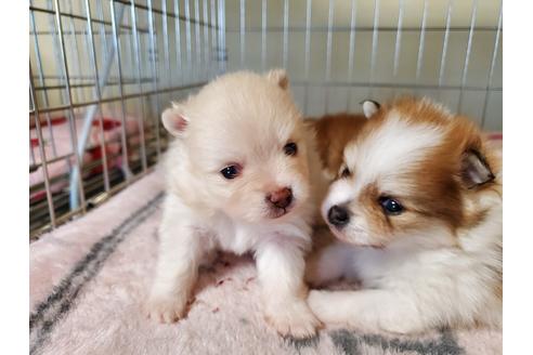 成約済の愛知県のポメラニアン-122224の3枚目