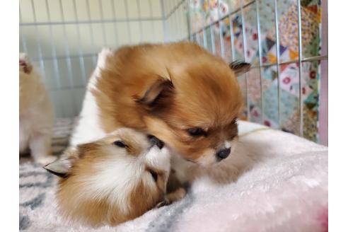 成約済の愛知県のポメラニアン-122225の3枚目