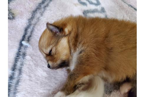 成約済の愛知県のポメラニアン-122225の4枚目