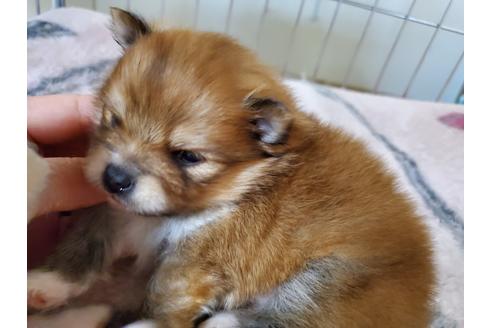 成約済の愛知県のポメラニアン-122225の5枚目
