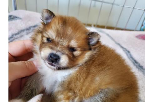 成約済の愛知県のポメラニアン-122225の1枚目