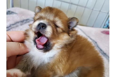 成約済の愛知県のポメラニアン-122225の2枚目