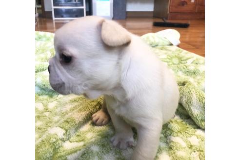 成約済の福岡県のフレンチブルドッグ-122265の2枚目