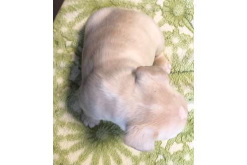 成約済の福岡県のフレンチブルドッグ-122266の4枚目