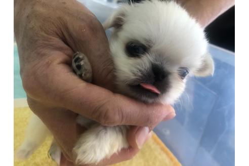 成約済の愛知県のペキニーズ-120971の6枚目