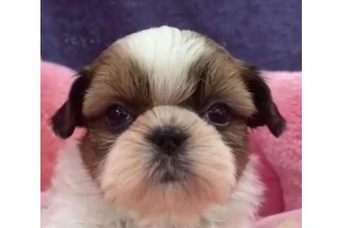 成約済の東京都のシーズー-122334の1枚目