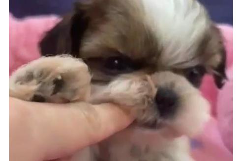 成約済の東京都のシーズー-122334の2枚目