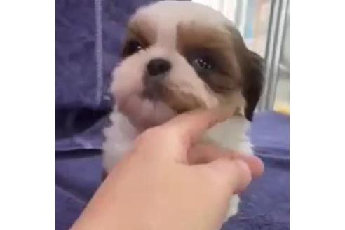 成約済の東京都のシーズー-122340の1枚目