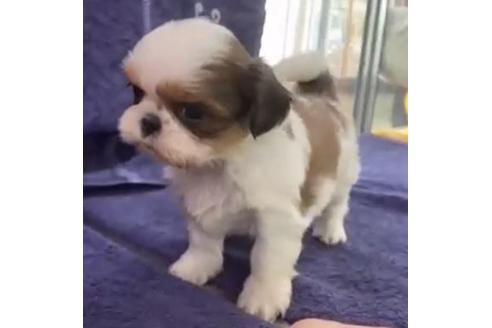 成約済の東京都のシーズー-122340の2枚目