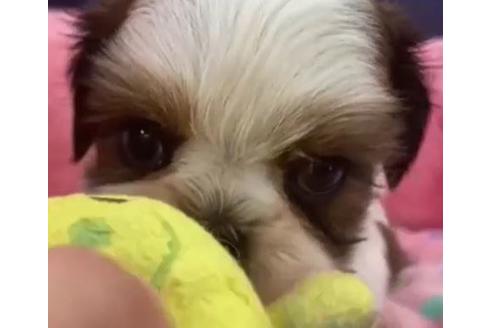 成約済の東京都のシーズー-122343の1枚目