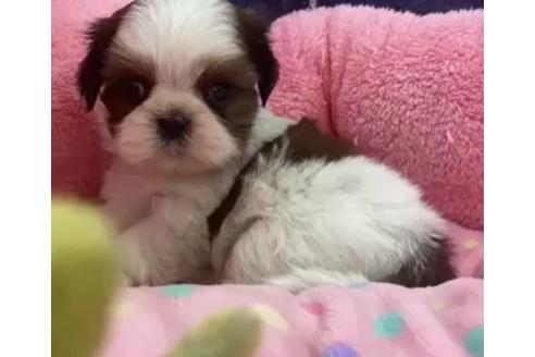 成約済の東京都のシーズー-122343の2枚目