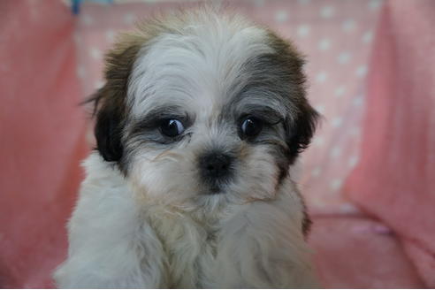 成約済の長崎県のミックス犬-112847の3枚目