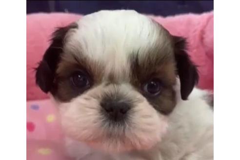 成約済の東京都のシーズー-122347の1枚目