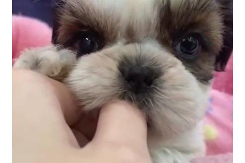 成約済の東京都のシーズー-122347の2枚目