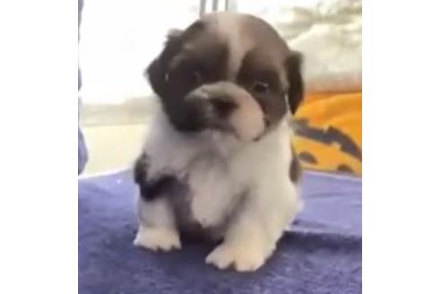 成約済の東京都のシーズー-122351の1枚目