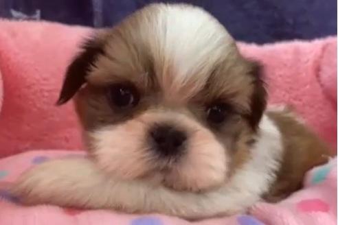 成約済の東京都のシーズー-122352の1枚目