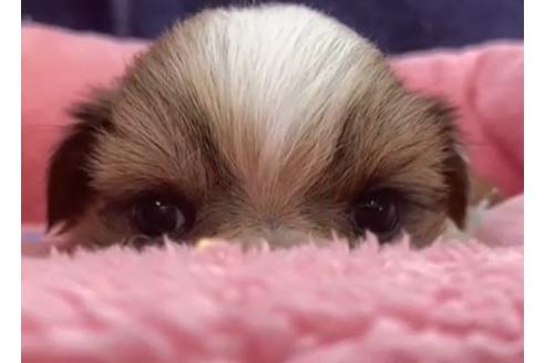 成約済の東京都のシーズー-122352の2枚目