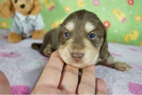 成約済の兵庫県のカニンヘンダックスフンド(ロングヘアード)-122364の3枚目