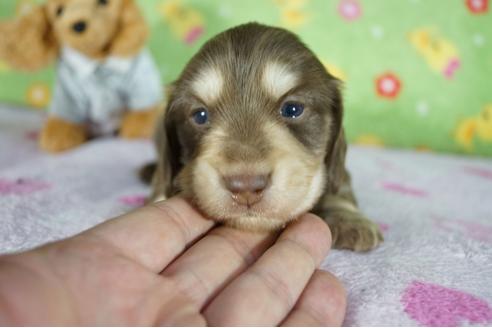 成約済の兵庫県のカニンヘンダックスフンド(ロングヘアード)-122364の2枚目