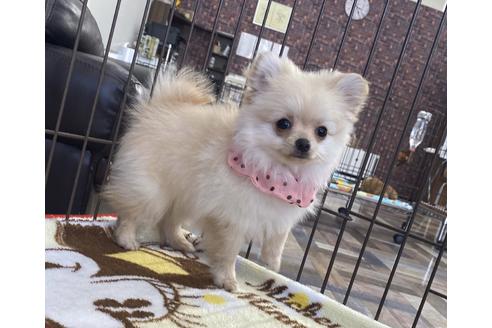 香川県のミックス ポメチワ ポメラニアン チワワ 女の子 11 18生まれ クリーム 子犬id ブリーダーナビ