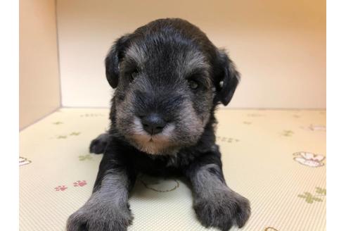 成約済の千葉県のミニチュアシュナウザー-122345の3枚目