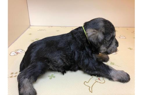 成約済の千葉県のミニチュアシュナウザー-122345の2枚目