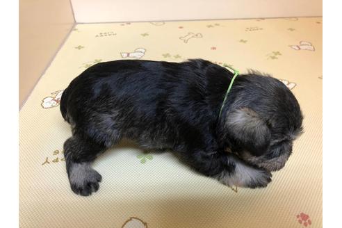成約済の千葉県のミニチュアシュナウザー-122350の2枚目