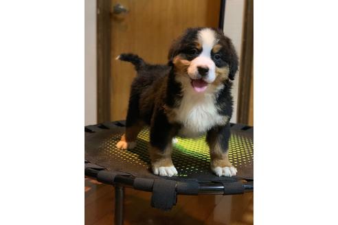 茨城県のバーニーズマウンテン ドッグ 男の子 12 09生まれ わけあり 誕生時 腹部に傷ができてしまい経過をみていました 子犬id ブリーダーナビ