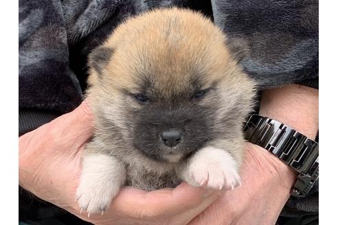 成約済の長崎県の柴犬-122450