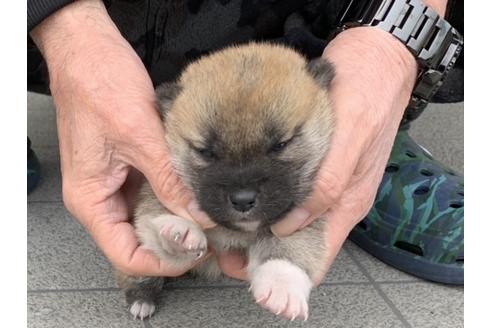 成約済の長崎県の柴犬-122450の4枚目