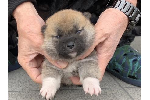 成約済の長崎県の柴犬-122450の3枚目