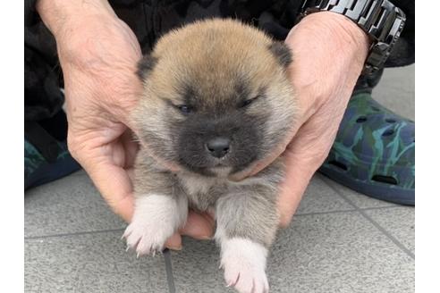 成約済の長崎県の柴犬-122450の2枚目