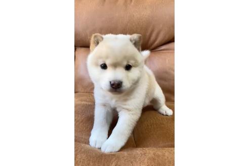成約済の茨城県の豆柴-122467の1枚目