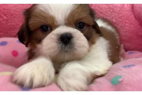 成約済の東京都のシーズー-122469の2枚目