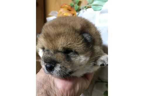 成約済の長崎県の柴犬-122476の3枚目