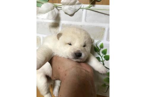 成約済の長崎県の柴犬-122478の2枚目