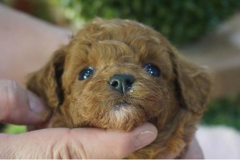 成約済の京都府のタイニープードル-122483の1枚目