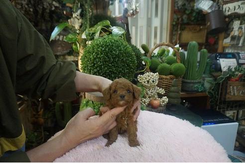 成約済の京都府のタイニープードル-122483の3枚目