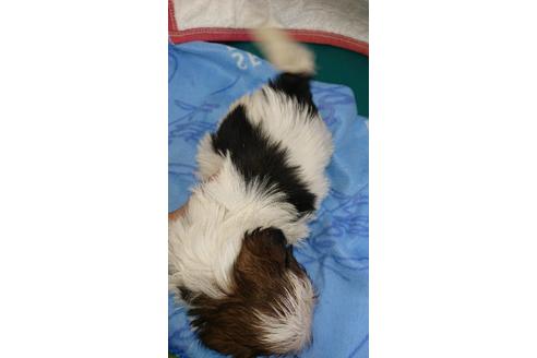 成約済の愛知県のシーズー-121370の2枚目