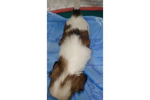 成約済の愛知県のシーズー-121369の2枚目