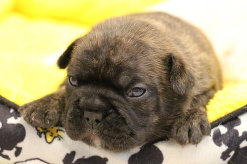 成約済の愛知県のフレンチブルドッグ-121969の19枚目