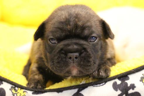 成約済の愛知県のフレンチブルドッグ-121969の18枚目