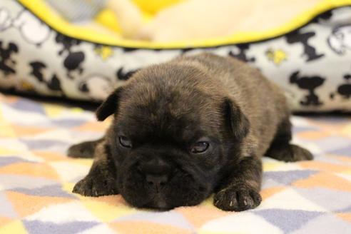 成約済の愛知県のフレンチブルドッグ-121969の17枚目