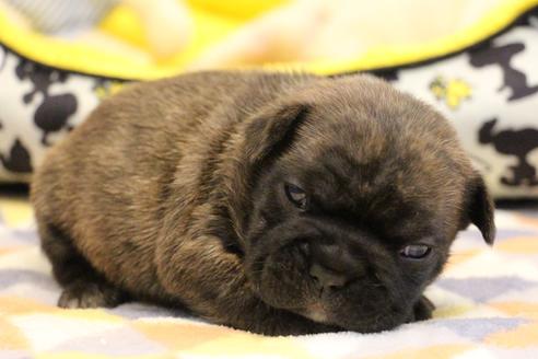 成約済の愛知県のフレンチブルドッグ-121969の16枚目