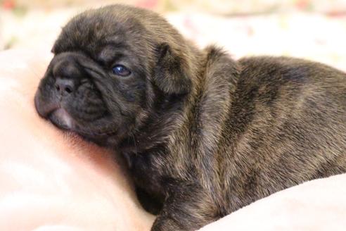 成約済の愛知県のフレンチブルドッグ-121969の15枚目