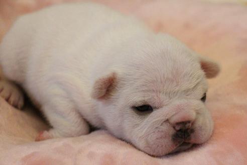 成約済の愛知県のフレンチブルドッグ-120712の17枚目