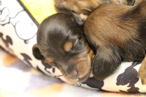 成約済の愛知県のカニンヘンダックスフンド(ロングヘアード)-122234の21枚目