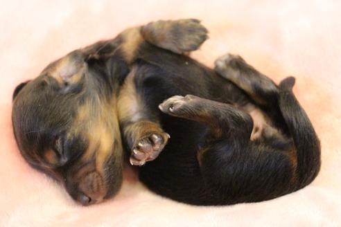 成約済の愛知県のカニンヘンダックスフンド(ロングヘアード)-122234の20枚目