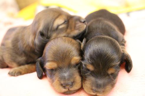 成約済の愛知県のカニンヘンダックスフンド(ロングヘアード)-122234の19枚目