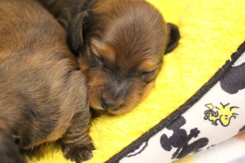 成約済の愛知県のカニンヘンダックスフンド(ロングヘアード)-121853の28枚目